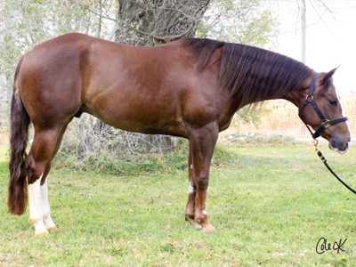 quarter horse reining horse for sale