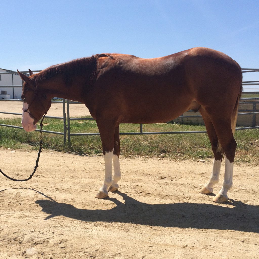 reining horse for sale
