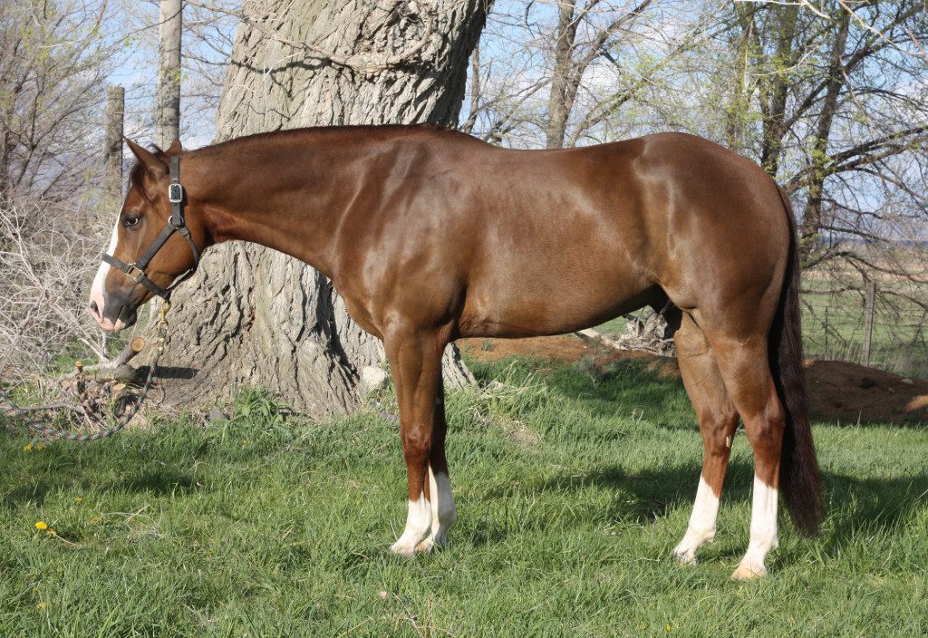 quarter horse reiner for sale