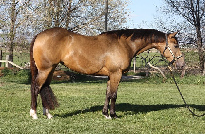 quarter horse reining horse for sale