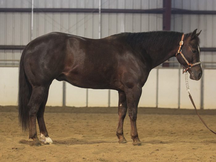 Electric Transformer - Quarter Horse Reining Horse For Sale