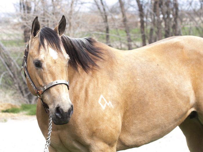 Quarter Horse Reiner For Sale