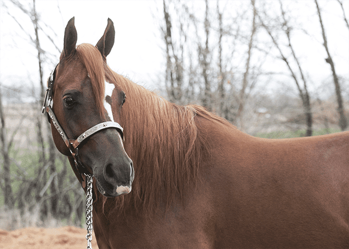 Arabian Reining Horse For Sale