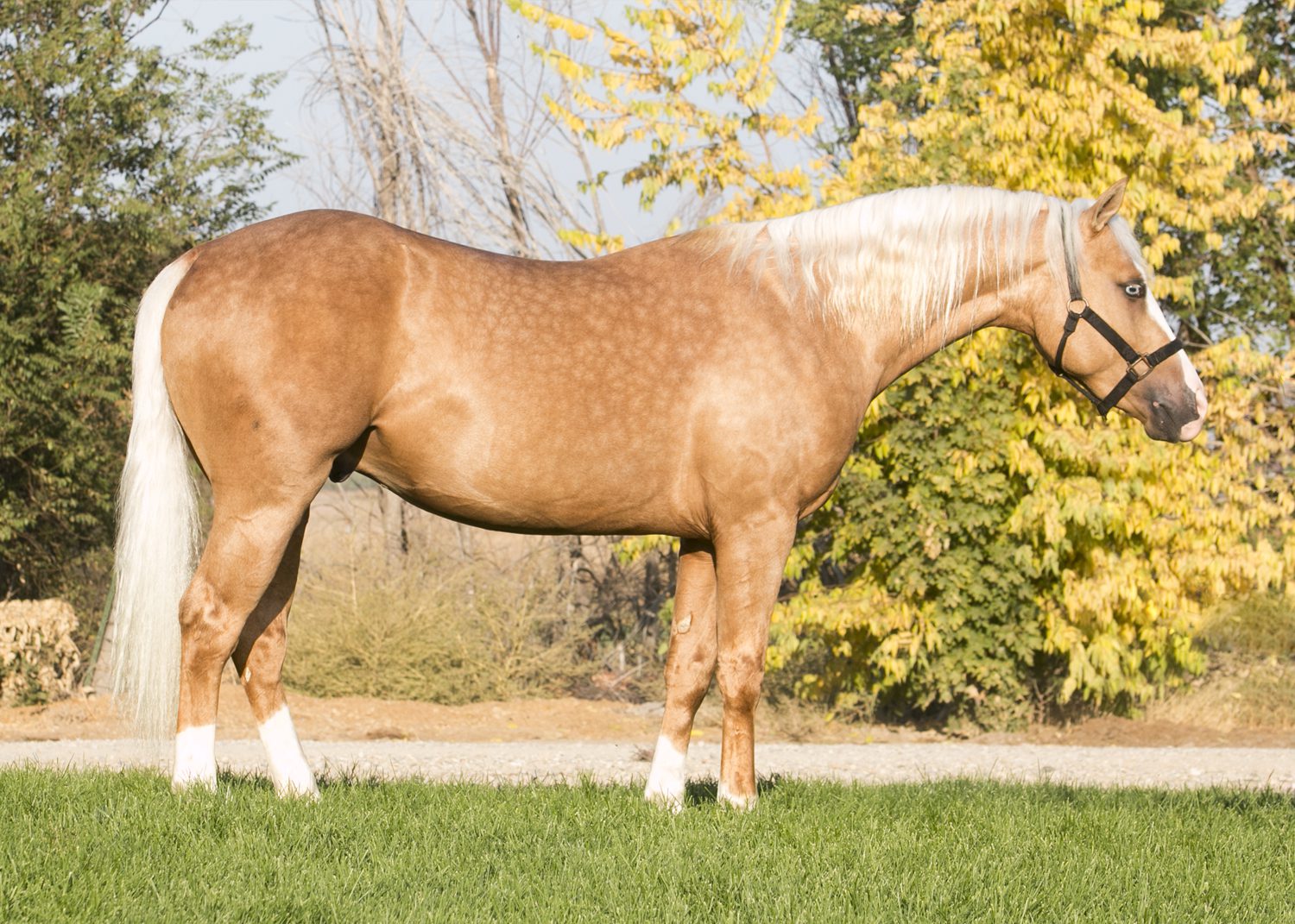 Reining Quarter Horse For Sale