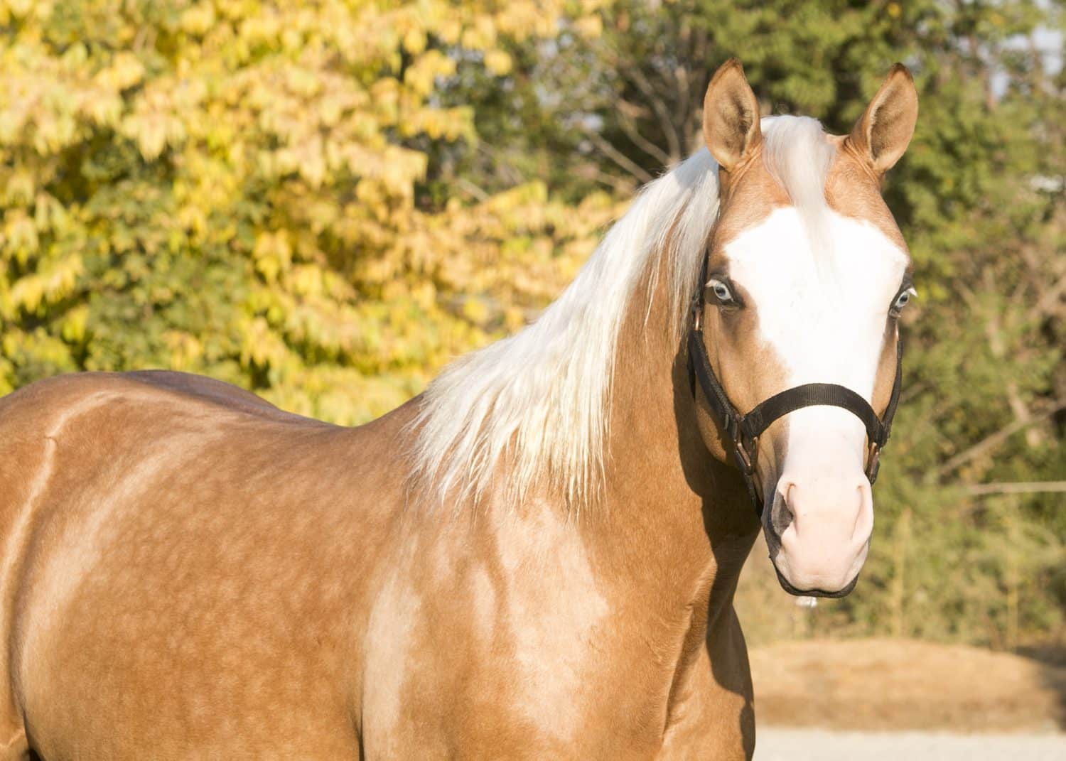 Reining Quarter Horse For Sale