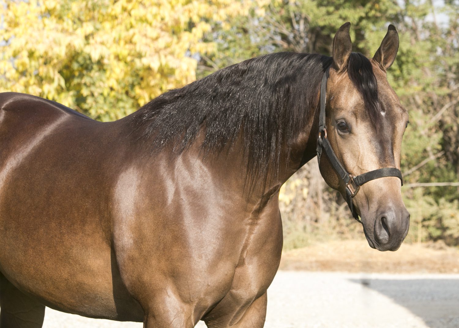 reining quarter horse for sale