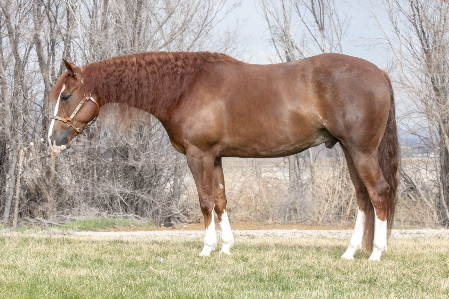 quarter horse reining gelding for sale
