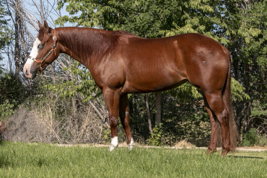 GunnaBeGlamorous Nathan Kent Performance Horses