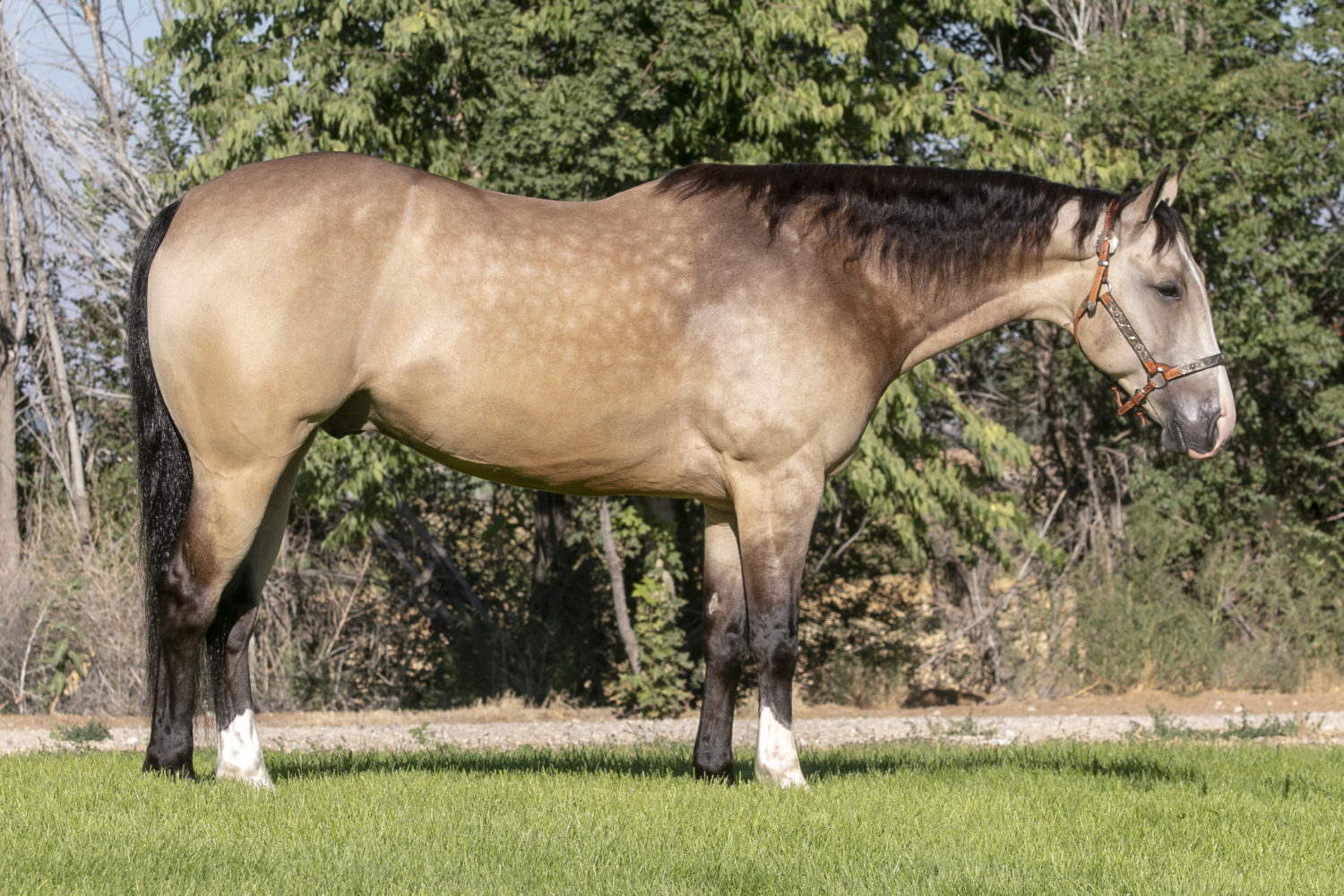Quarter Horse Reining Gelding For Sale