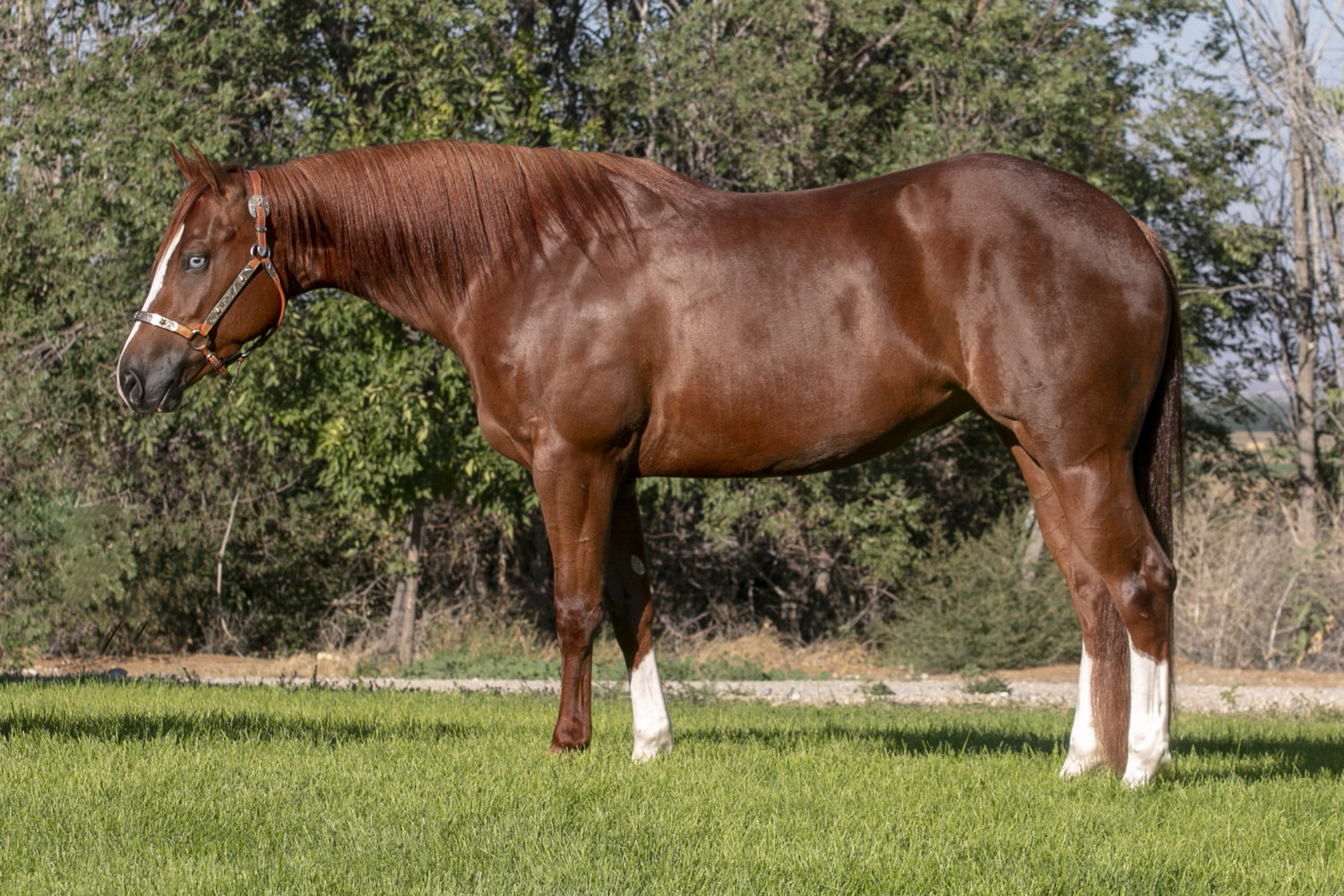Quarter Horse Reining Mare For Sale