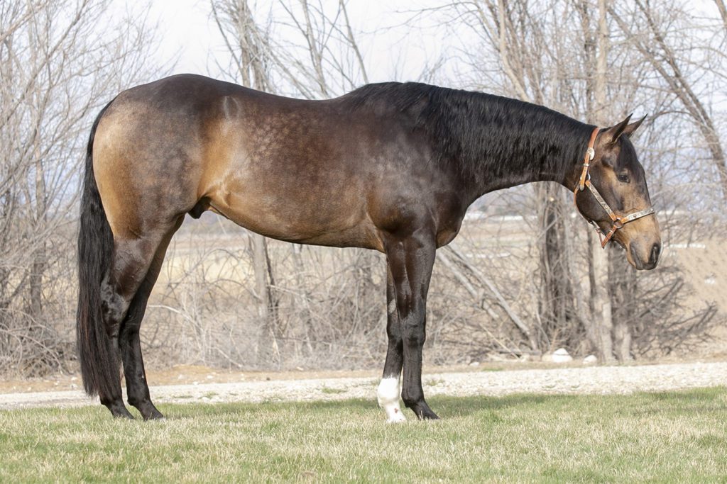 Quarter Horse Reining Gelding For Sale