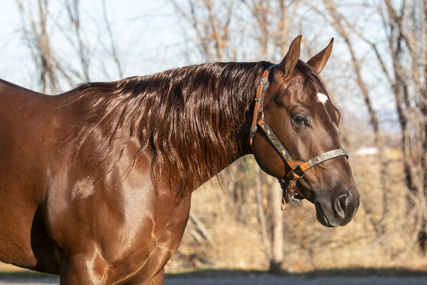 HF Vintage Wimp Nathan Kent Performance Horses