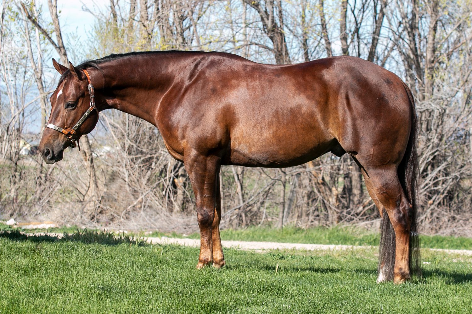 Gunner Need Whiskey Nathan Kent Performance Horses