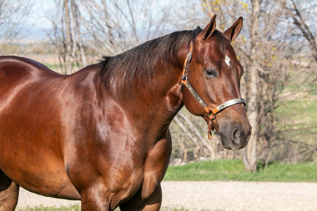 Gunner Need Whiskey Nathan Kent Performance Horses